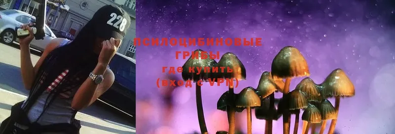 Псилоцибиновые грибы Psilocybine cubensis  Тюкалинск 